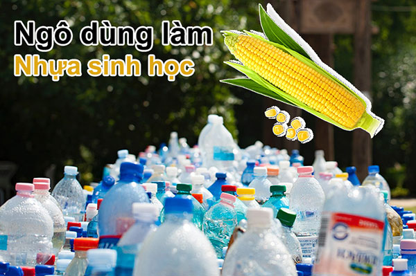 Hình Minh Họa 